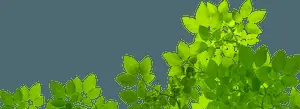 Vibrant Green Leaveson Branches