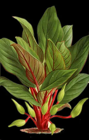 Vibrant Green Plant Illustration