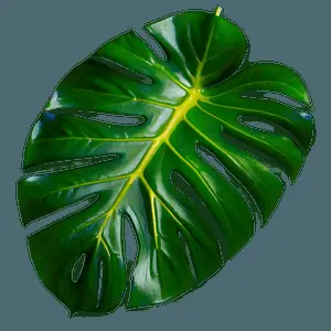 Vibrant Monstera Leaf Detail PNG wbs93
