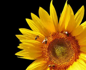 Vibrant_ Sunflower_with_ Bees