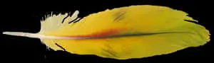 Vibrant Yellow Bird Feather