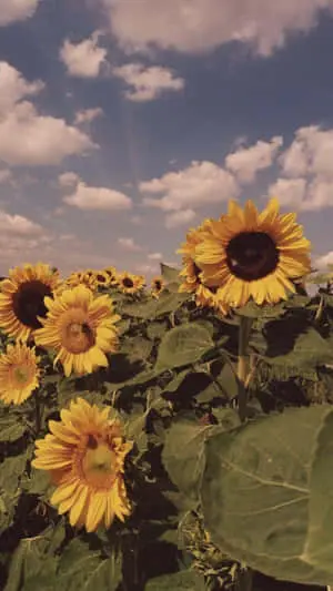 Capturing Nature's Beauty in Vintage Aesthetic