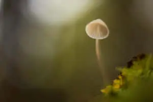 Vintage Cute Mushroom Bokeh Light Effect
