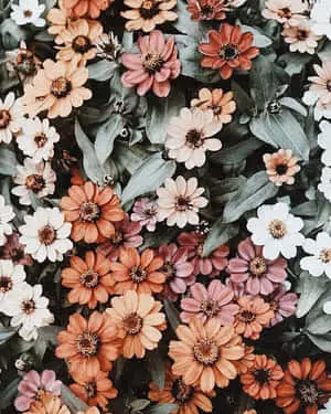 a bunch of flowers in a field