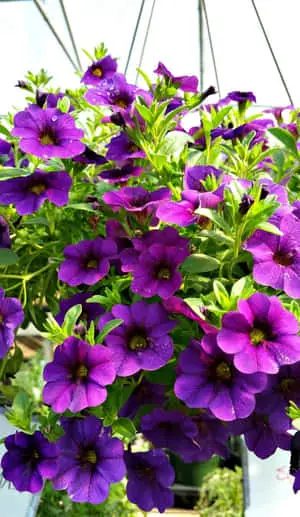 Violet Calibrachoa Flowers Picture