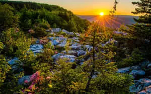 a sunrise over a rocky mountain with flowers