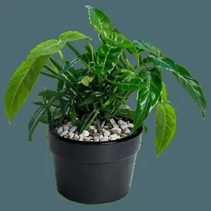 Wall Hanging Plant PNG 05252024