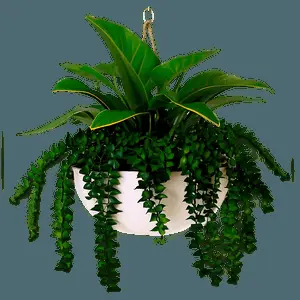 Wall Hanging Plant PNG ubg