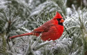 Watchful Winter Cardinal