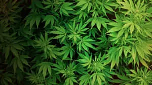 Vibrant Green Weed Leaf Wallpaper