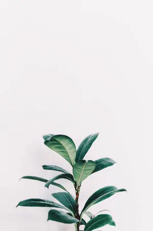 White Aesthetic Green Leaves Plants