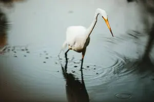 White Crane Birds Walking In Nature