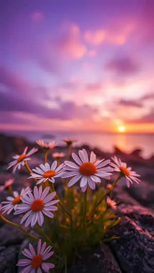 White Daisies Blooming at Soft Sunset