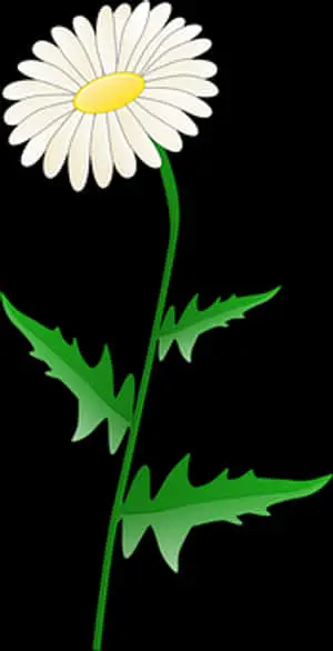 White Daisy Graphic