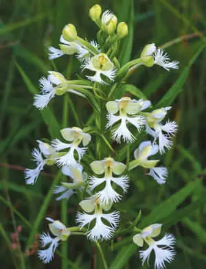 White Fringed Orchid Flowers Picture
