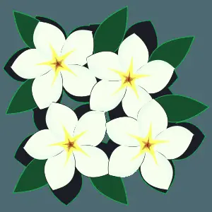 White Plumeria Flower Vector