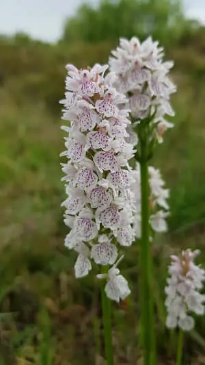 White Wild Orchid Flowers Picture