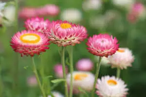 Wild Flower In Meadows 5472 x 3648 wallpaper