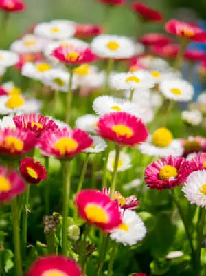 Wild Flowers Picture Flower Garden