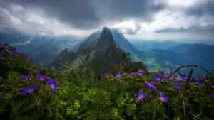 Wild Flowers Picture Mountain Landscape