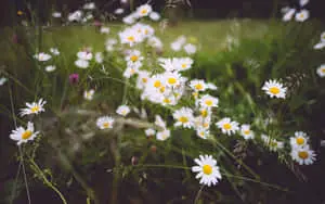 Dark Aesthetic Wild Flowers Picture