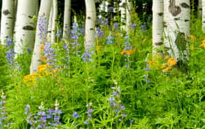 Wild Flowers Picture