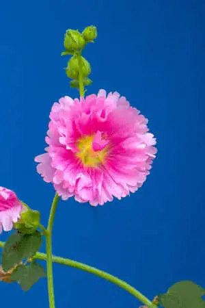 Wild Flowers Picture