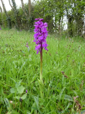 Wild Spotted Orchid Flowers Picture