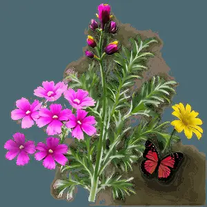 Wildflower Natural Beauty PNG kqo59