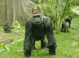 Wildlife Conservation 1000 x 732 wallpaper