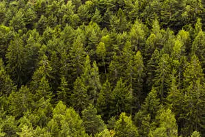 Wonderful Green Nature Tree Copse