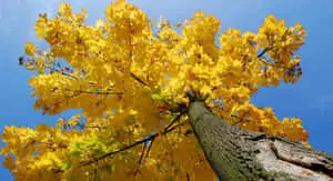 Yellow Aesthetic Desktop Maple Tree