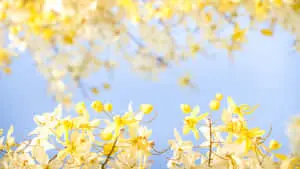 Cassia Fistula Yellow Aesthetic Flower Desktop