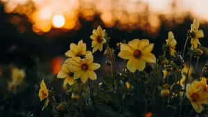 Dramatic Sunset In Yellow Aesthetic Flower Desktop