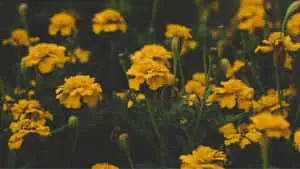 "Glorious yellow flowers illuminating a desktop with aesthetic charm"