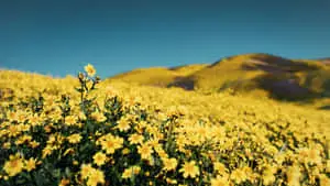 Beautiful Nature In Yellow Aesthetic Flower Desktop