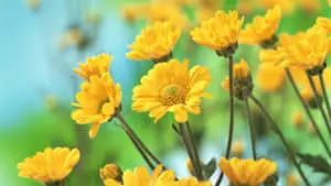 Beautiful Chrysanthemums In Yellow Aesthetic Flower Desktop