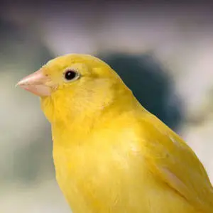 Yellow Canary Bird Half Body