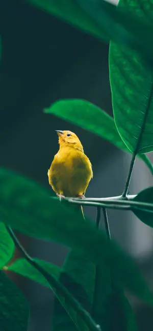Yellow Canary Bird In Focus