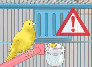 Yellow Canary Bird In Graphic