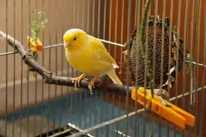 Bright Yellow Canary Bird Inside a Cage