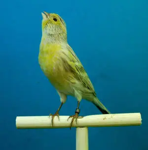 Yellow Canary Bird On Bark
