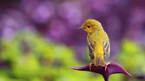 Radiant Yellow Canary Bird Perched on Petals