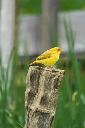 Yellow Canary Bird On Wooden Log