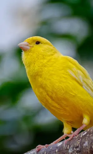 Yellow Canary Bird Up Close