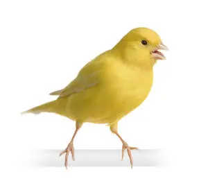 Yellow Canary Bird