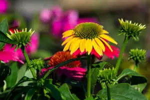 Yellow Cone Flowers Picture