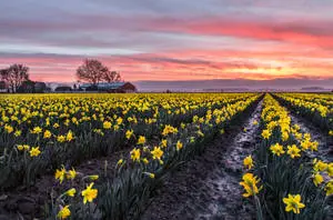 Yellow Daffodils Flower Field