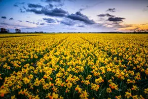 Yellow Narcissus Flower Field