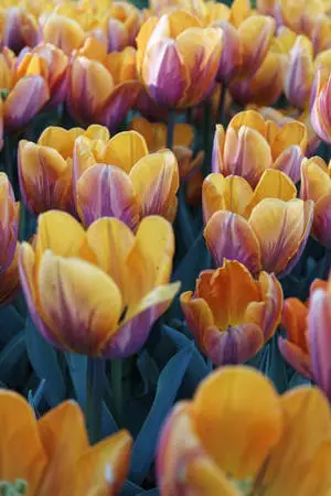 Yellow-Orange Tulips Most Beautiful Nature